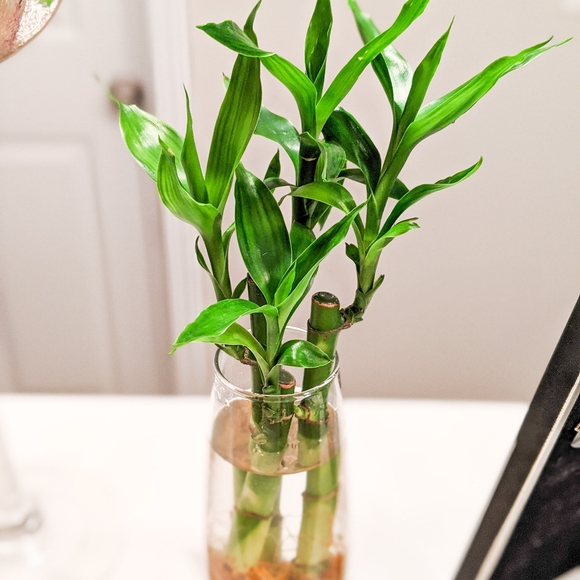 Live Lucky Bamboo Home Easy Grow Decor - Picture 3 of 12